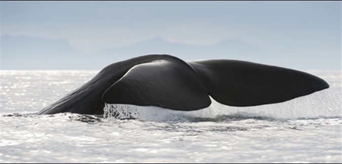Whale Safari by Martin Bril